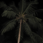 Карибские ночи • Dominicana-Home.com • Продажа и аренда недвижимости в Доминиканской республике