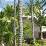 Отель Melia Caribe Tropical 5* • Dominicana-Home.com • Продажа и аренда недвижимости в Доминиканской республике