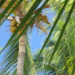 Город и&nbsp;пляжи Bavaro / Punta Cana • Dominicana-Home.com • Продажа и аренда недвижимости в Доминиканской республике