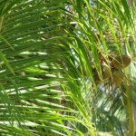 Город и&nbsp;пляжи Bavaro / Punta Cana • Dominicana-Home.com • Продажа и аренда недвижимости в Доминиканской республике