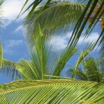 Город и&nbsp;пляжи Bavaro / Punta Cana • Dominicana-Home.com • Продажа и аренда недвижимости в Доминиканской республике