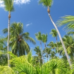 Город и&nbsp;пляжи Bavaro / Punta Cana • Dominicana-Home.com • Продажа и аренда недвижимости в Доминиканской республике