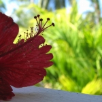 Город и&nbsp;пляжи Bavaro / Punta Cana • Dominicana-Home.com • Продажа и аренда недвижимости в Доминиканской республике