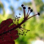Город и&nbsp;пляжи Bavaro / Punta Cana • Dominicana-Home.com • Продажа и аренда недвижимости в Доминиканской республике