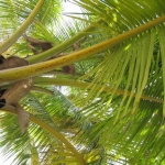 Остров Саона • Dominicana-Home.com • Продажа и аренда недвижимости в Доминиканской республике