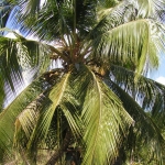 Остров Саона • Dominicana-Home.com • Продажа и аренда недвижимости в Доминиканской республике